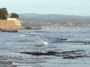 Pleasure Point Egret