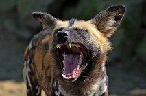 hyena-2323344_1280 from Pixabay