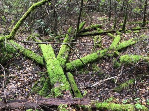 moss covered wood on forest floor